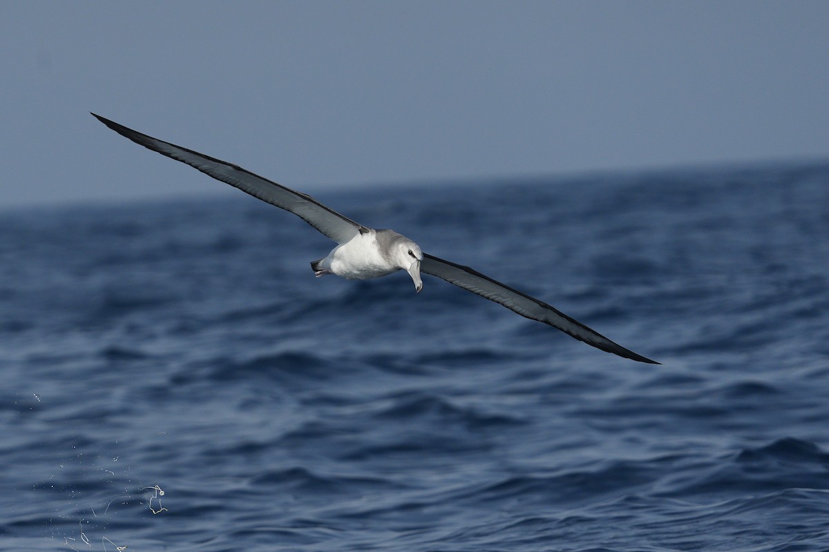 Albatros à cape blanche - ML625640446