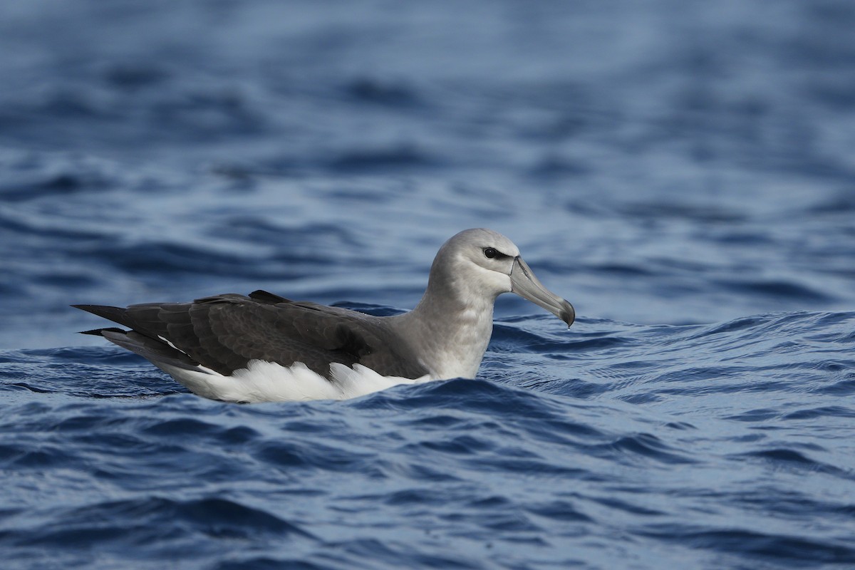 Albatros à cape blanche - ML625640447
