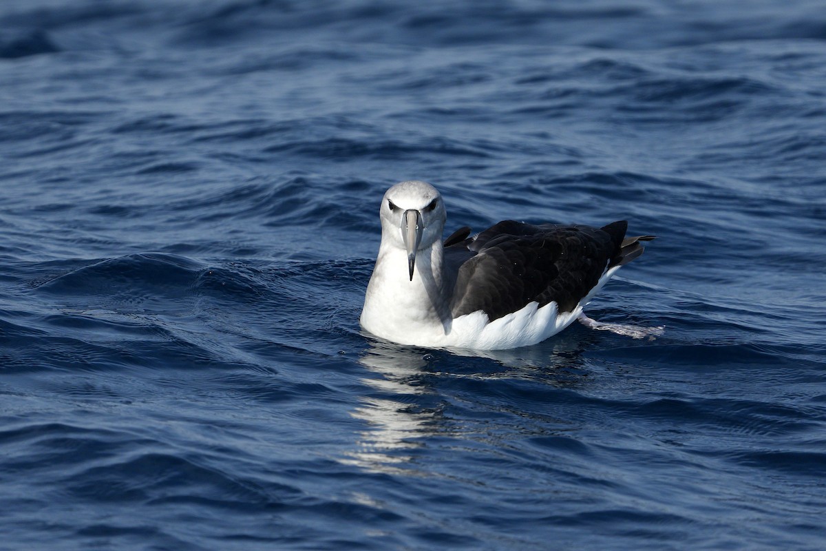 Albatros à cape blanche - ML625640448