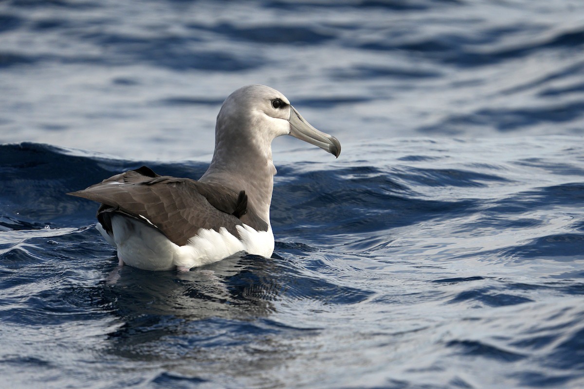 Albatros à cape blanche - ML625640449
