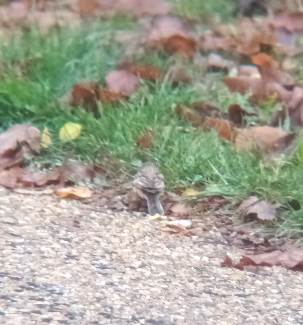 Gray-necked Bunting - ML625640452