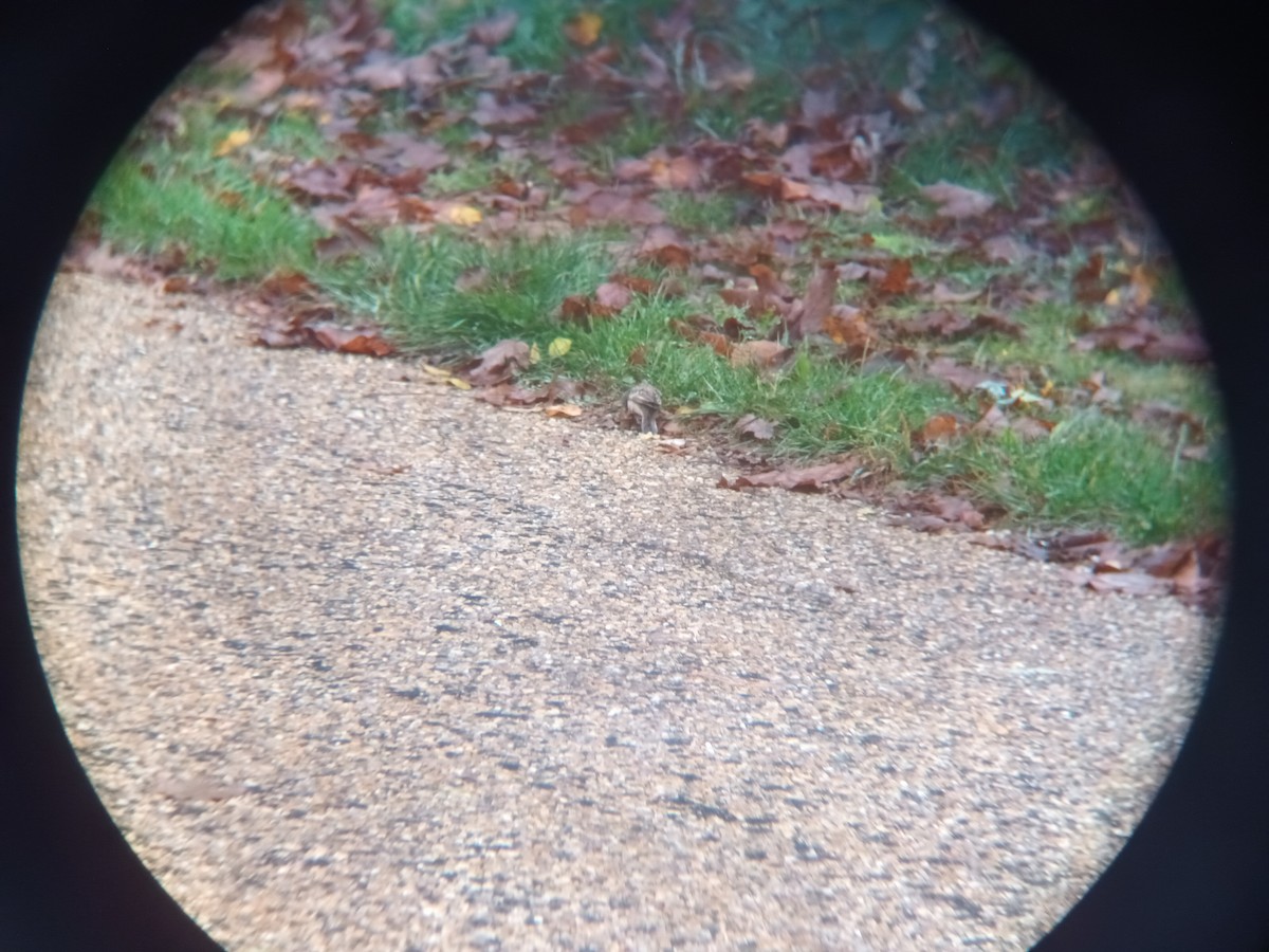 Gray-necked Bunting - ML625640454