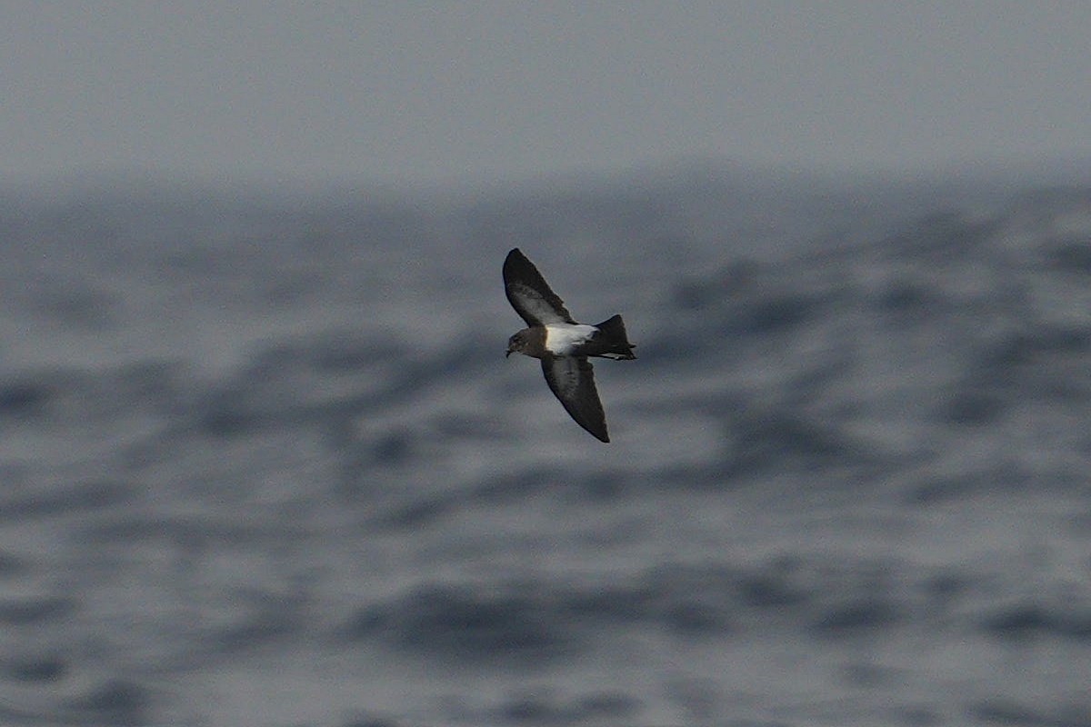 Océanite à ventre noir - ML625640457