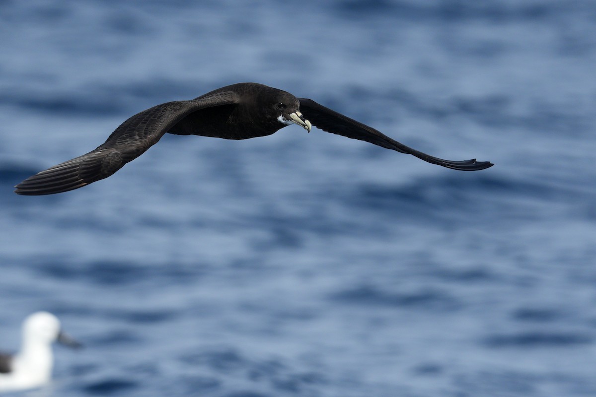 Puffin à menton blanc - ML625640475