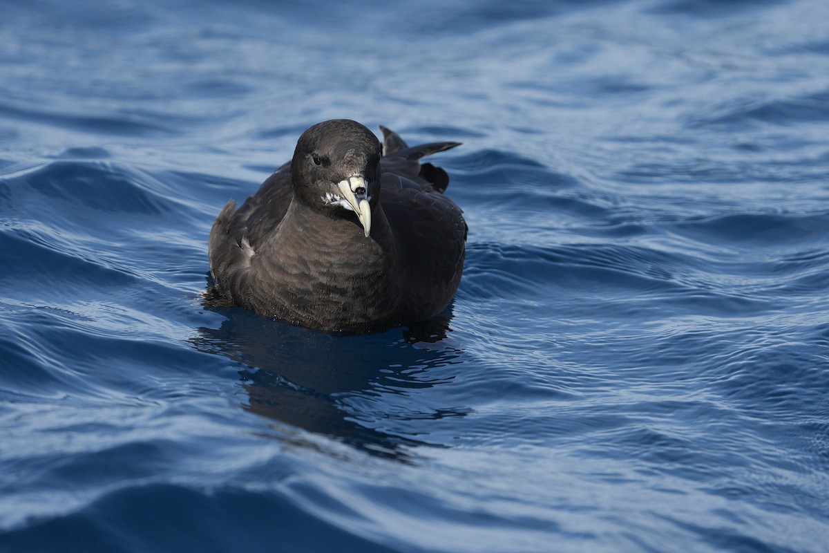 Puffin à menton blanc - ML625640476