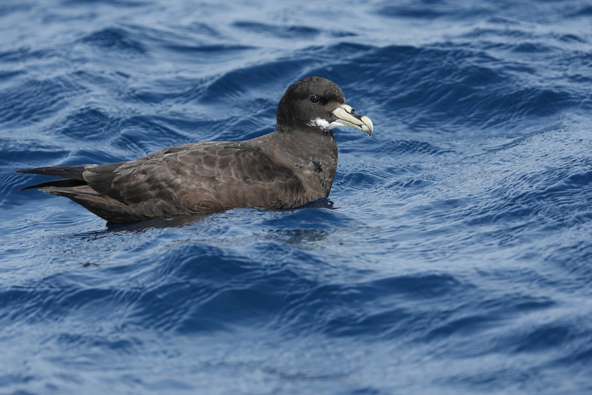 Puffin à menton blanc - ML625640477