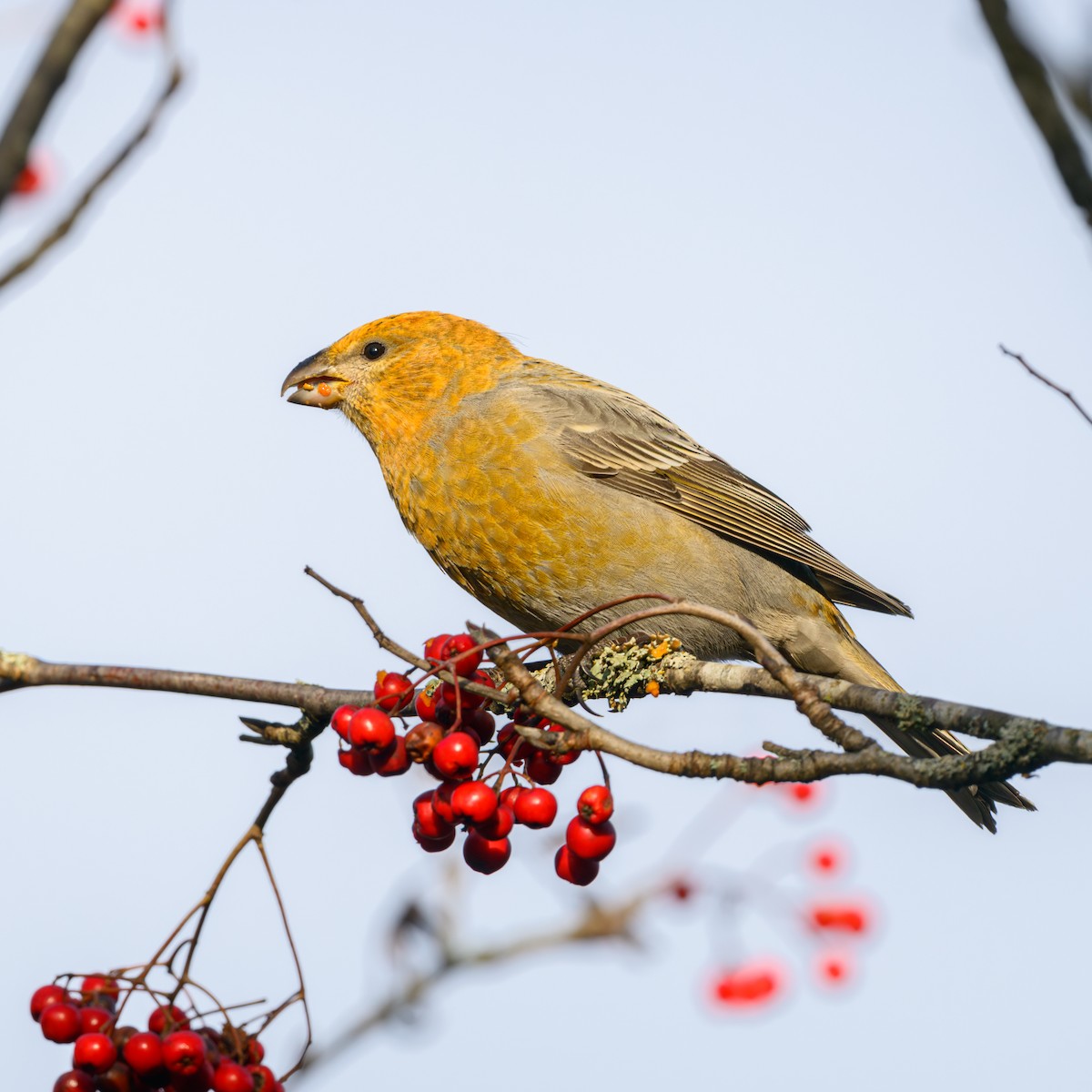 Pine Grosbeak - ML625640499