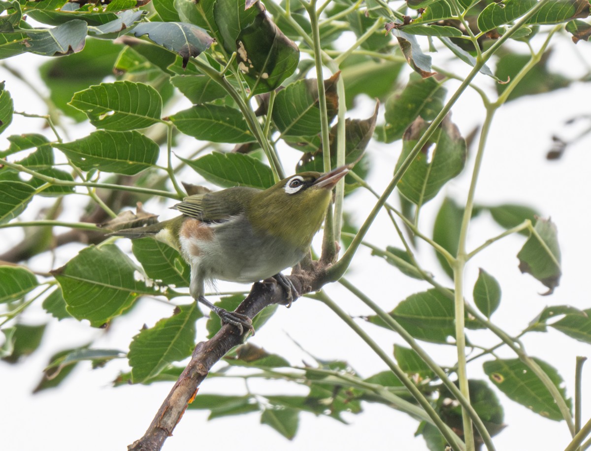 Chestnut-flanked White-eye - ML625640517