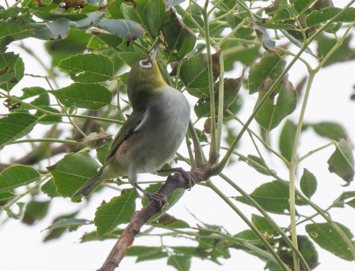 Chestnut-flanked White-eye - ML625640523