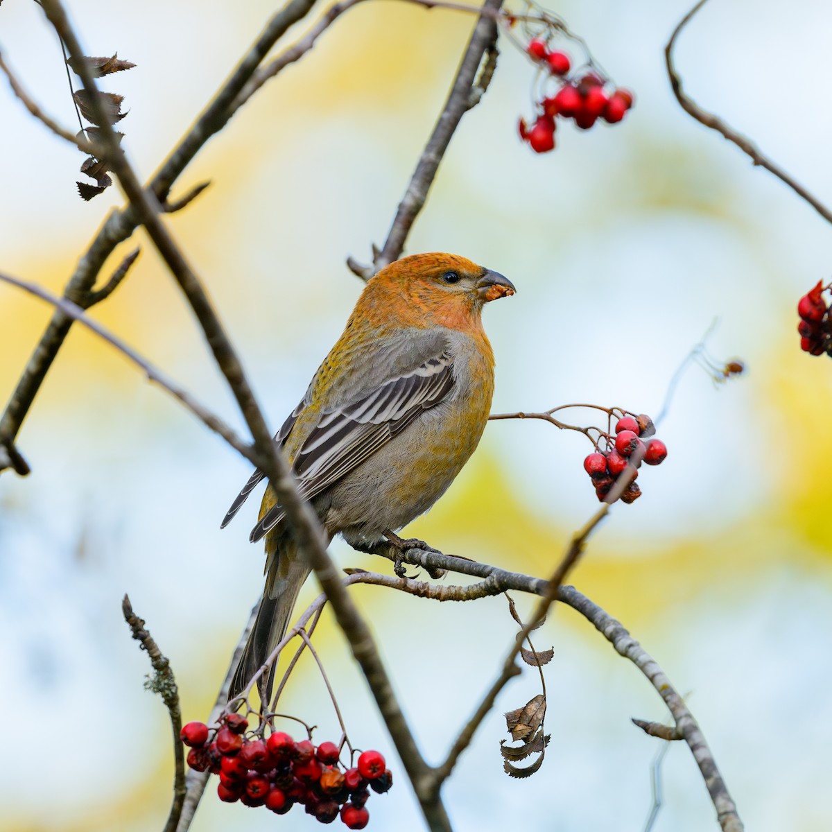 Pine Grosbeak - ML625640551