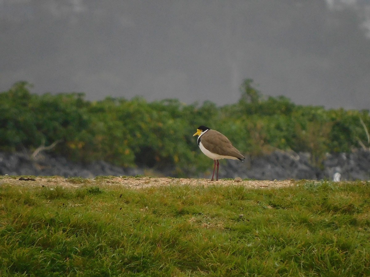 Masked Lapwing - ML625640576