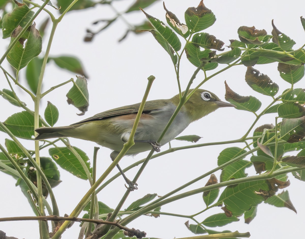 Chestnut-flanked White-eye - ML625640601