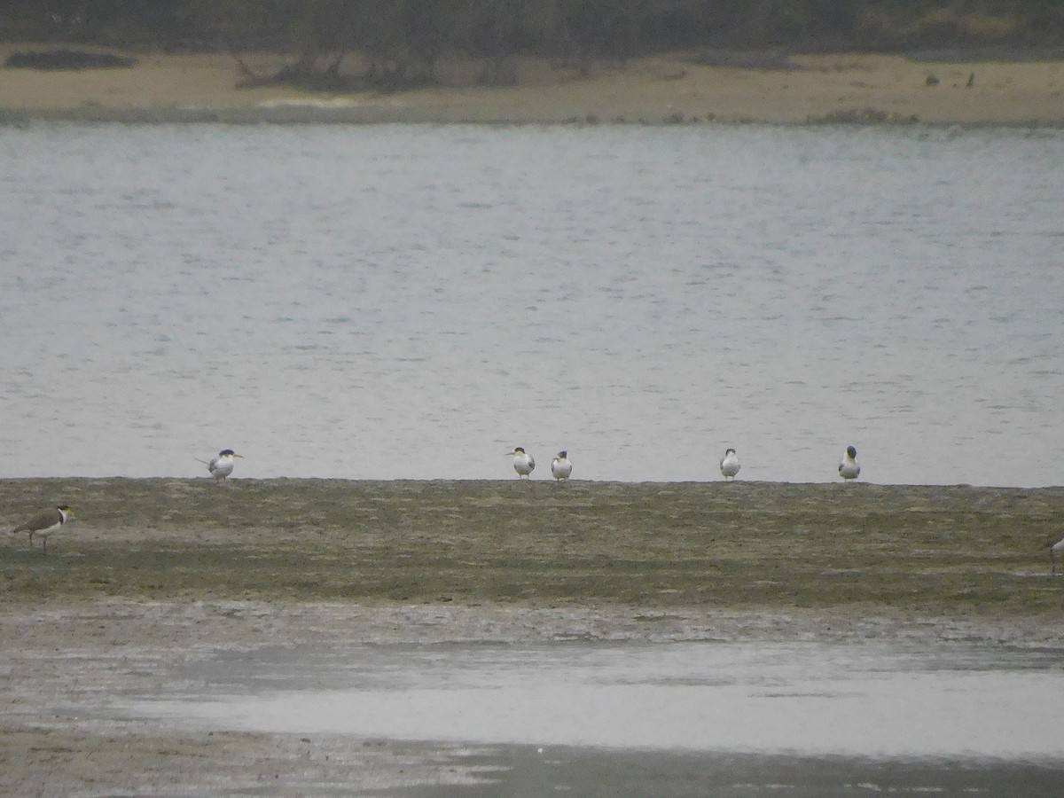 Great Crested Tern - ML625640605