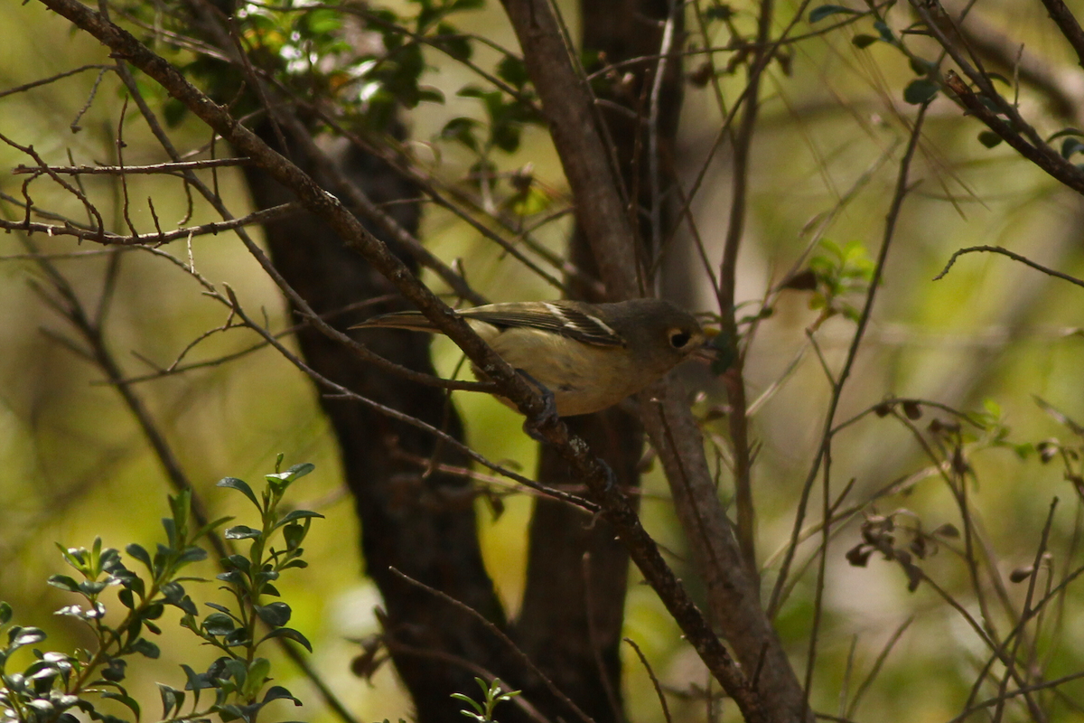 Dwarf Vireo - ML625640606