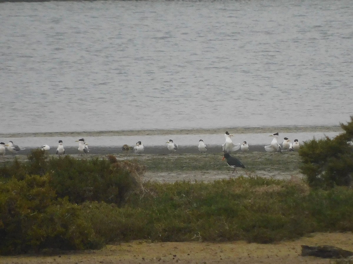Great Crested Tern - ML625640610