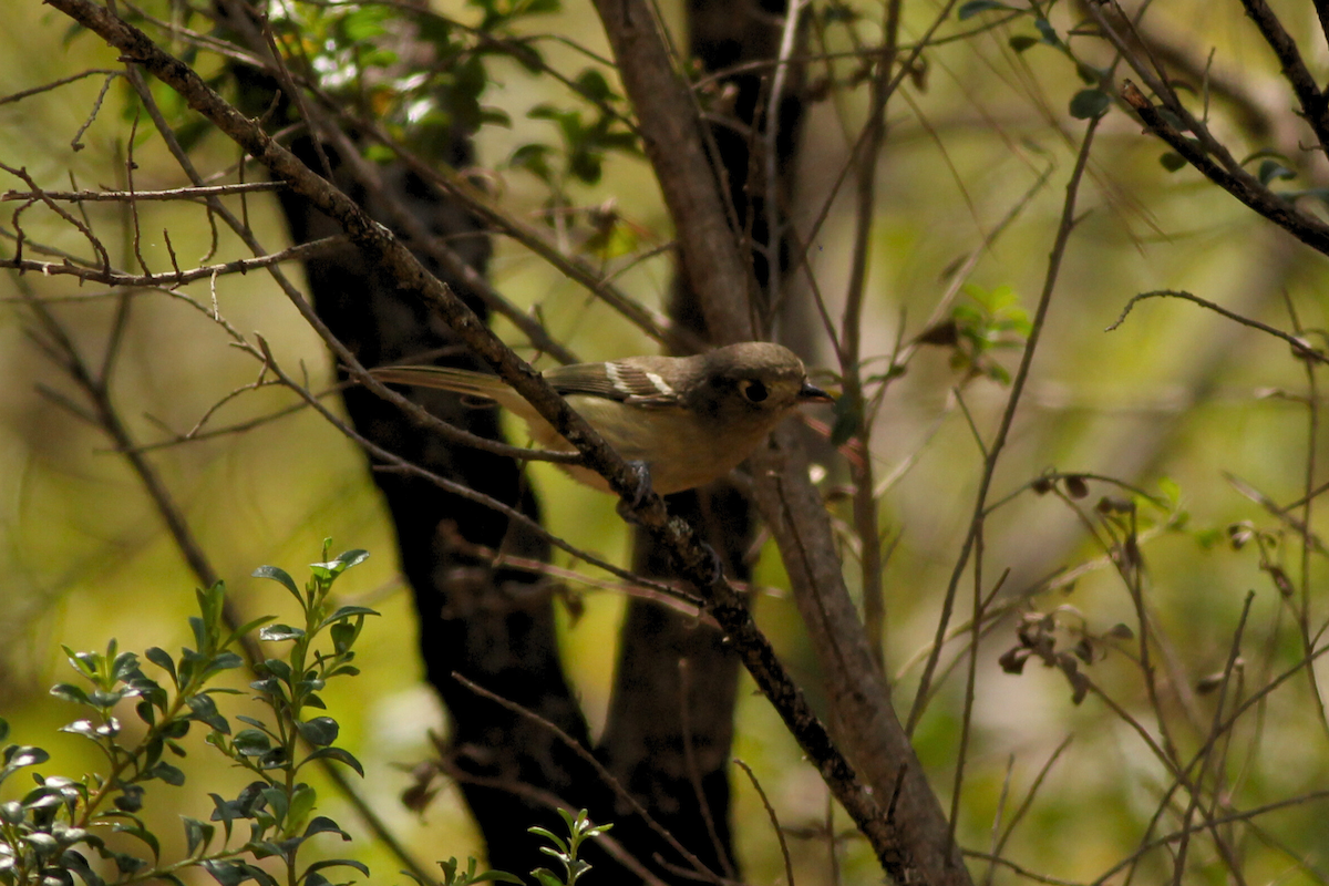 Dwarf Vireo - ML625640612