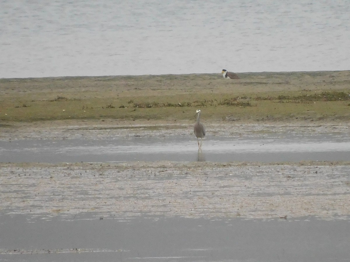 White-faced Heron - ML625640621