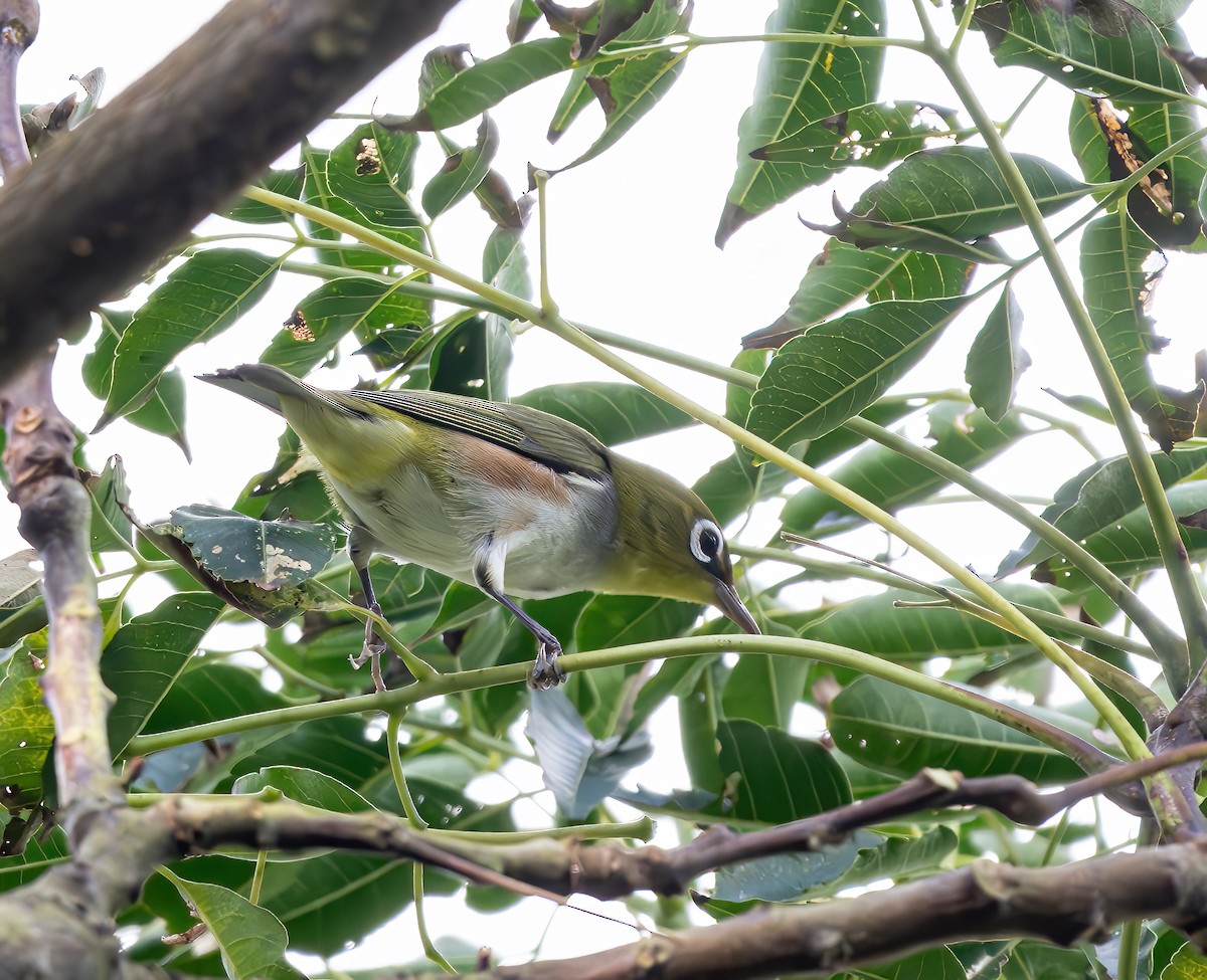 Chestnut-flanked White-eye - ML625640624