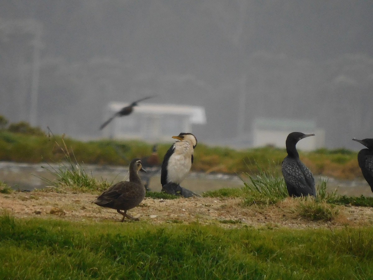 Little Pied Cormorant - ML625640627