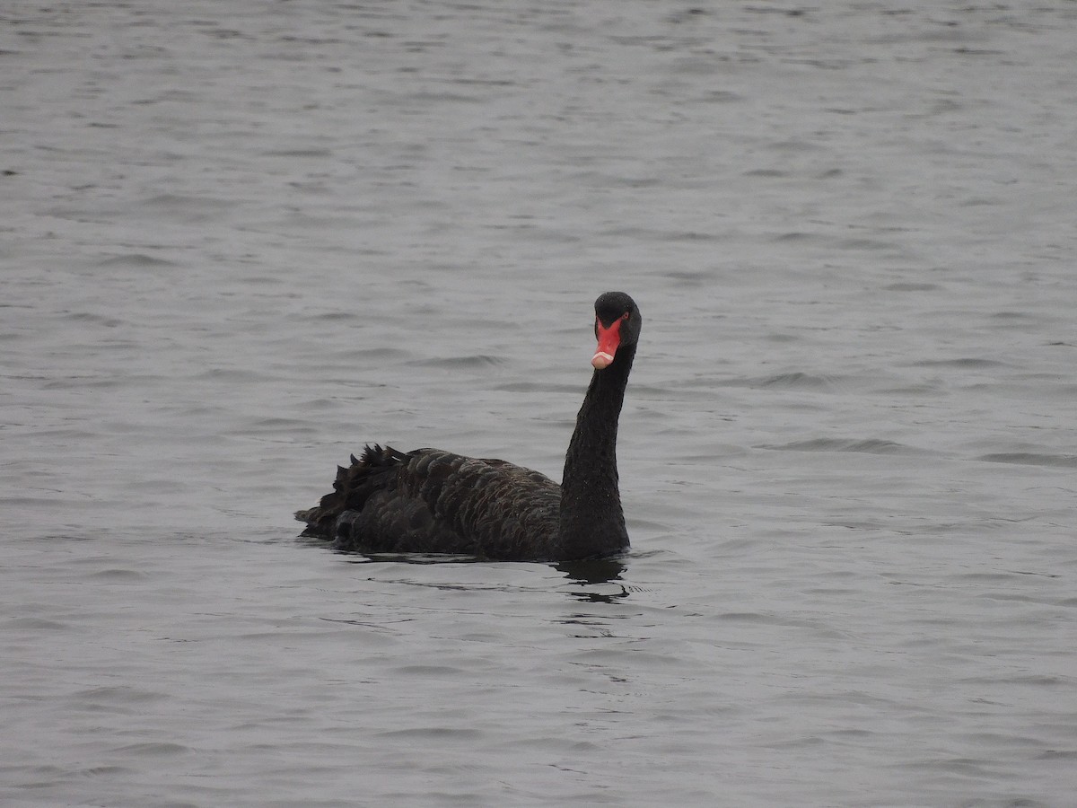 Black Swan - ML625640664