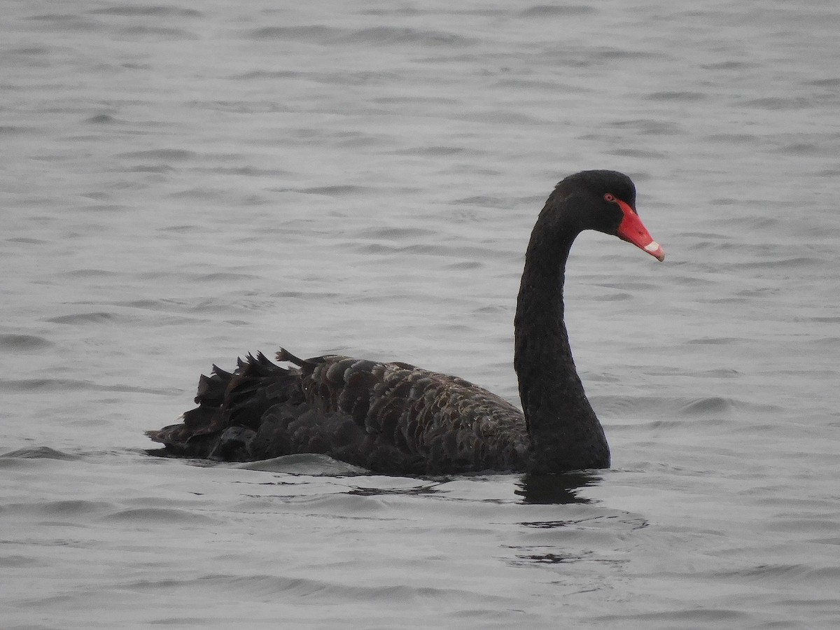 Black Swan - ML625640665