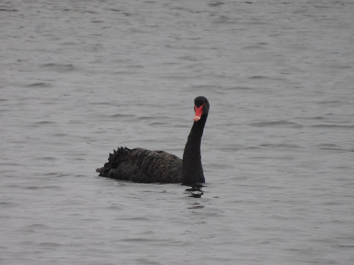 Black Swan - ML625640666