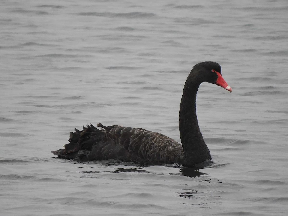 Black Swan - ML625640668