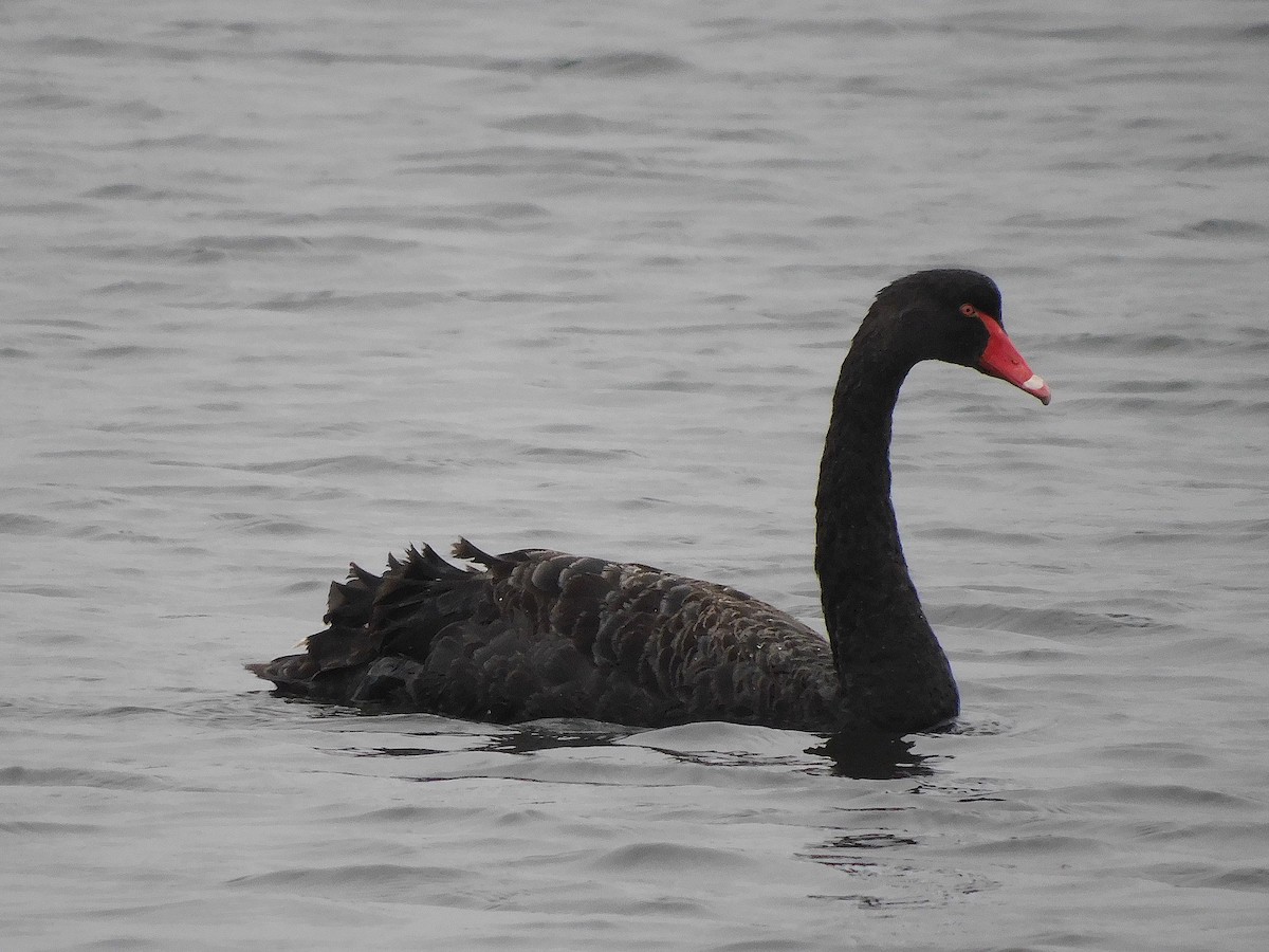 Black Swan - ML625640669