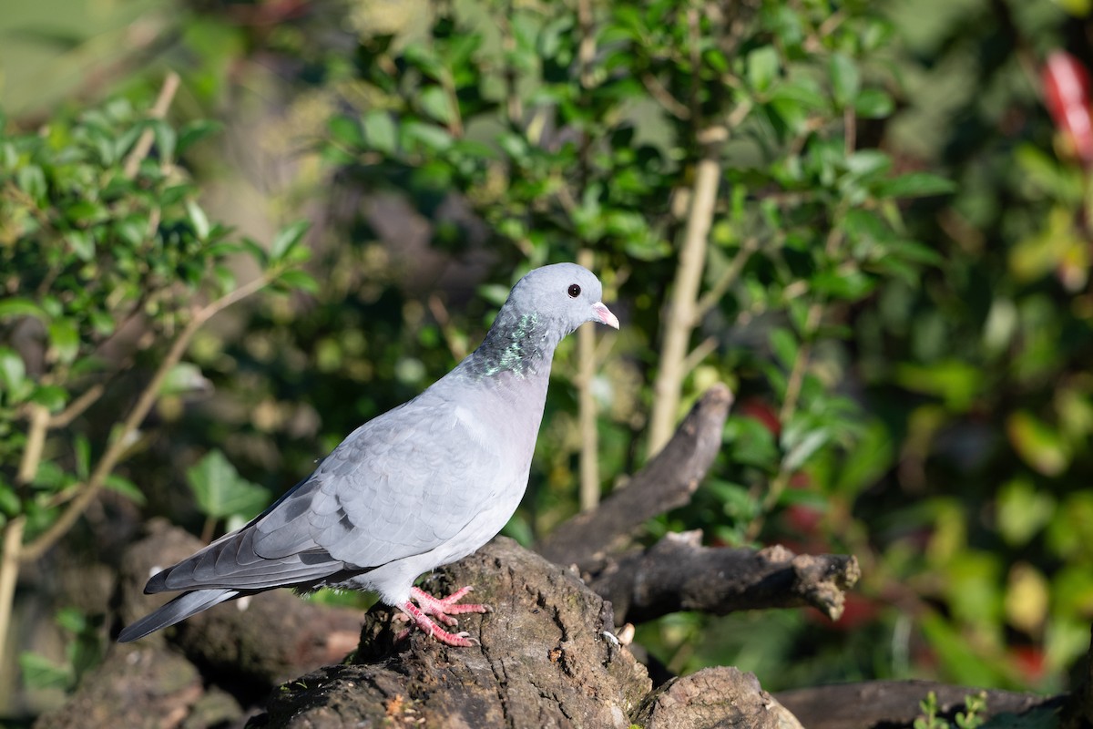 Stock Dove - ML625640678