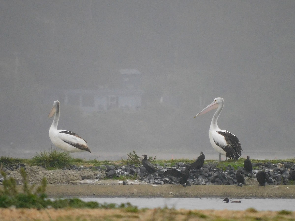 Australian Pelican - ML625640681