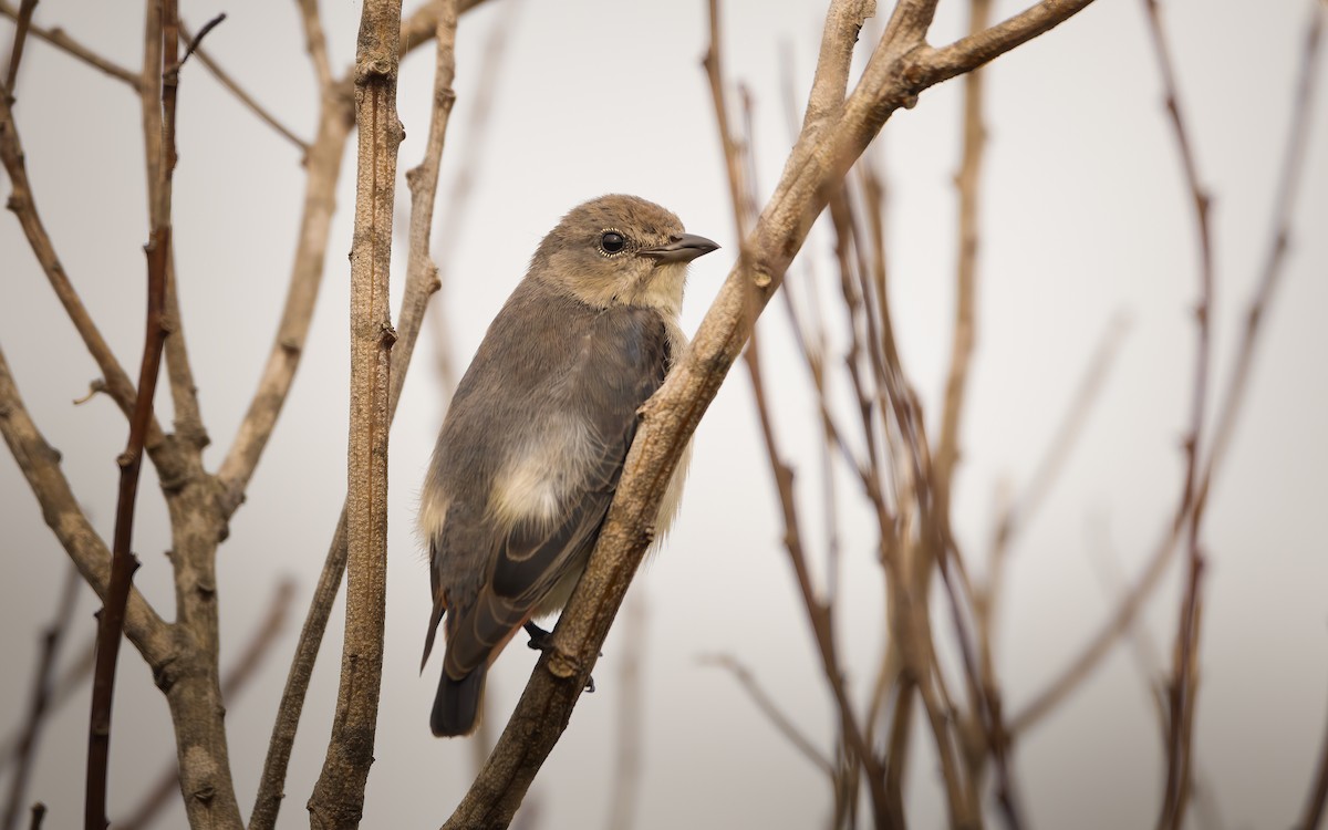 Mistletoebird - ML625640707