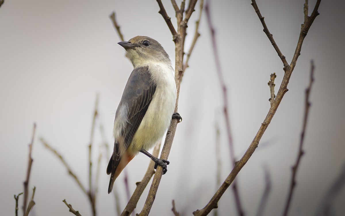 Mistletoebird - ML625640708