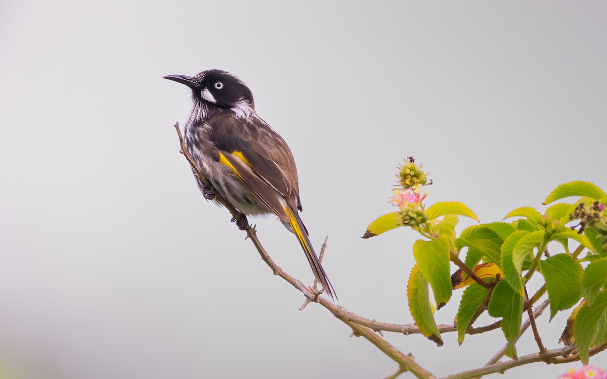 New Holland Honeyeater - ML625640722