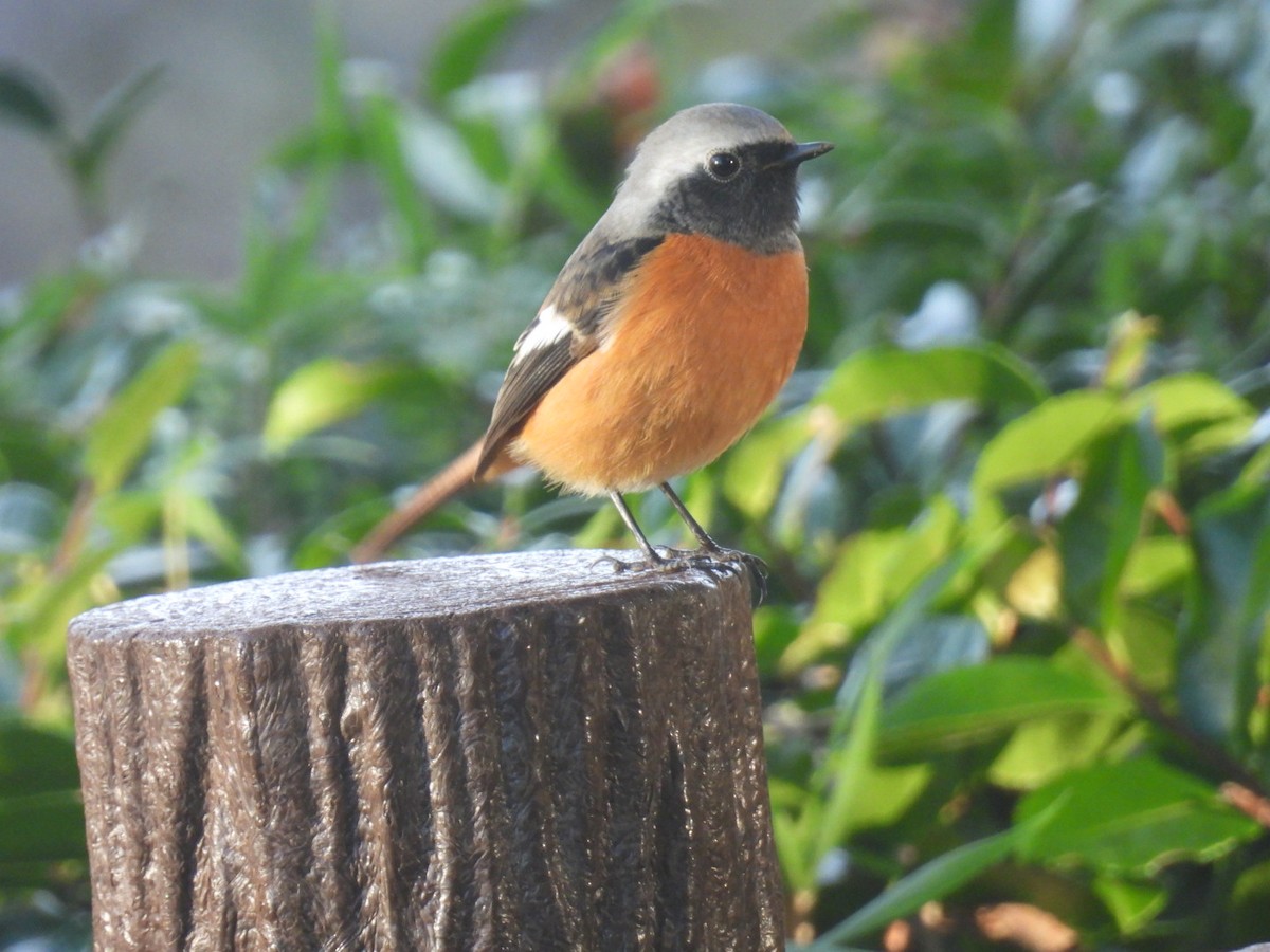 Daurian Redstart - ML625640744