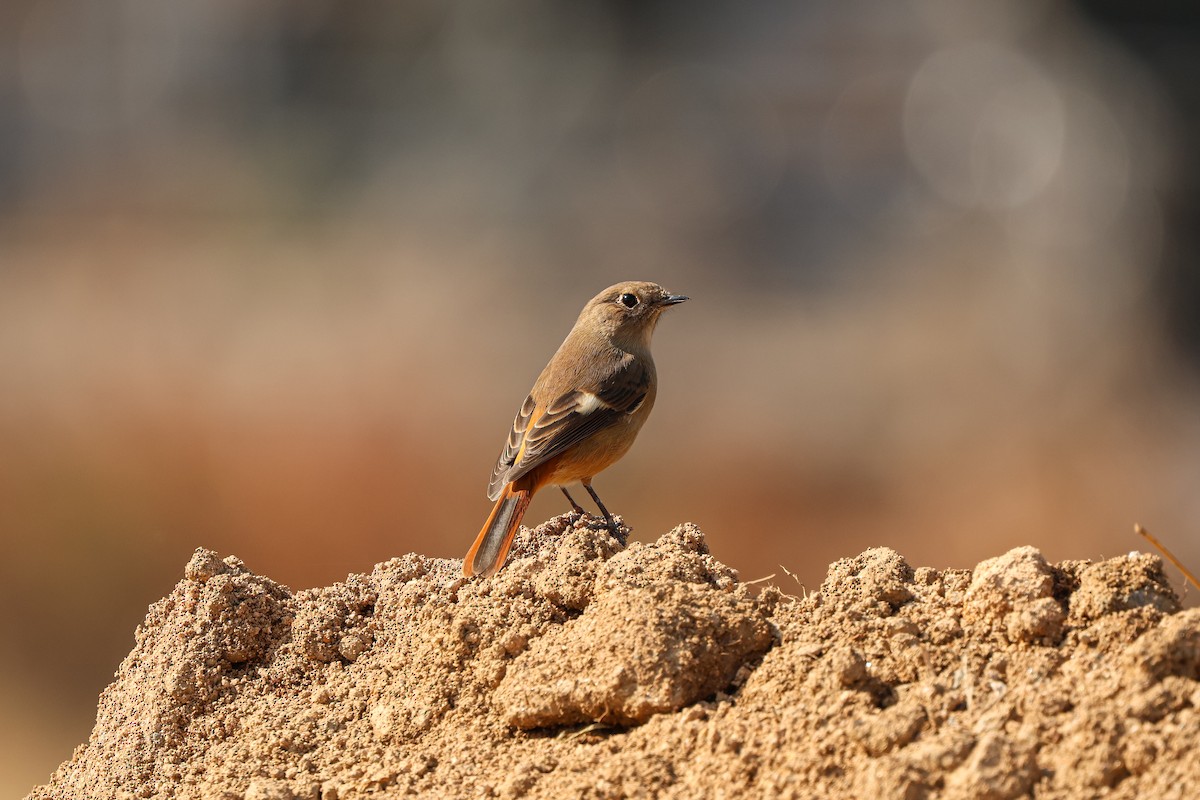 Daurian Redstart - ML625640797