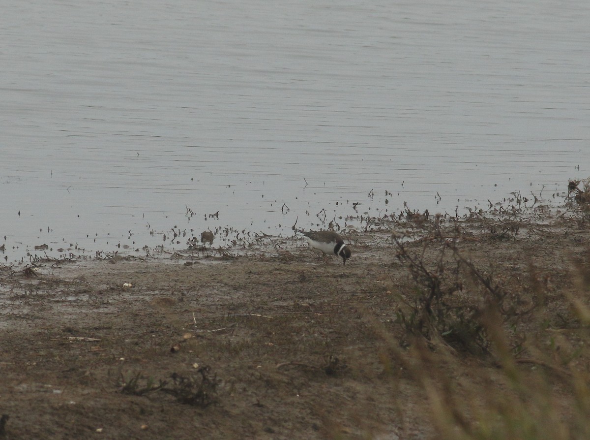 Common Ringed Plover - ML625640820