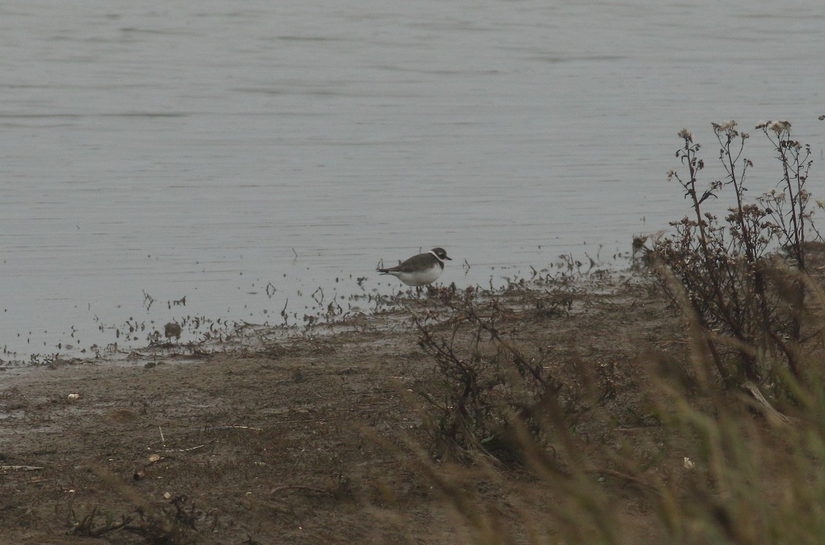 Common Ringed Plover - ML625640821