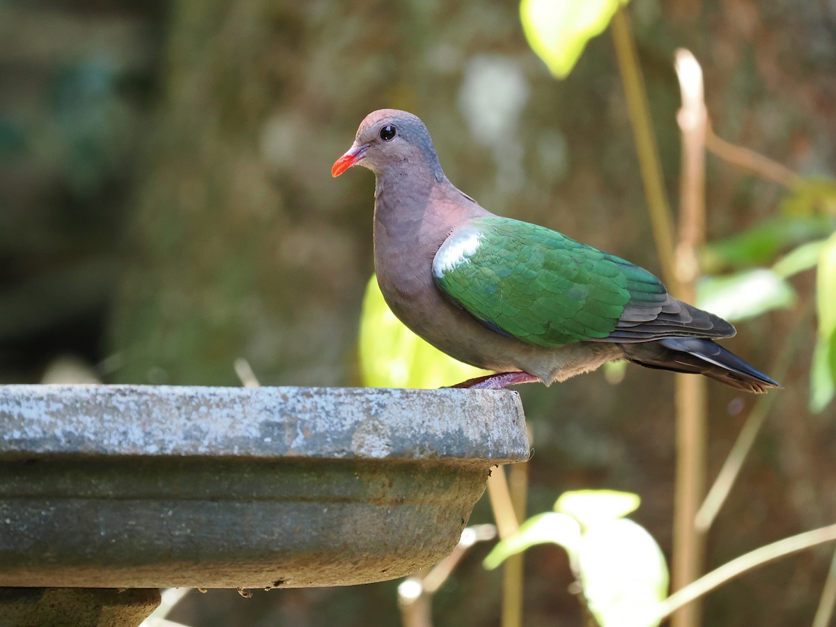 Palomita Esmeralda Cabeciparda - ML625640872