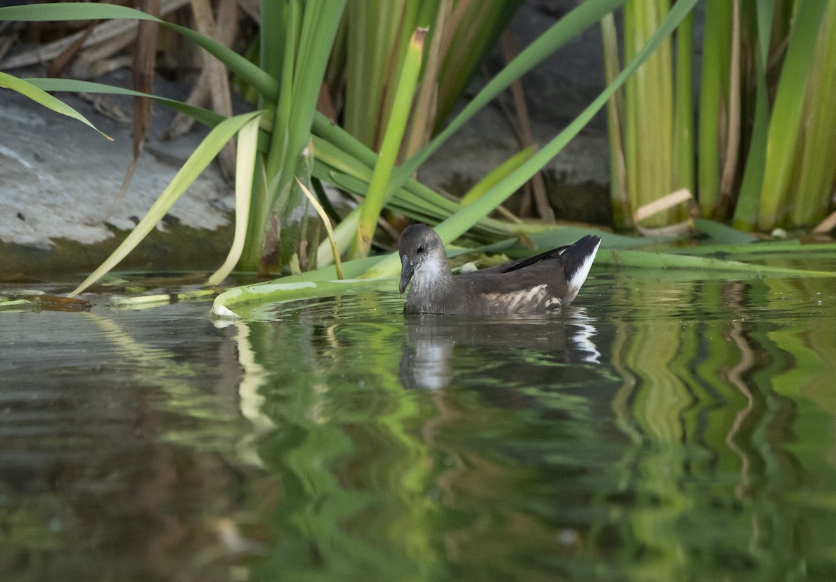 Хажилгат түнжүүр - ML625640926