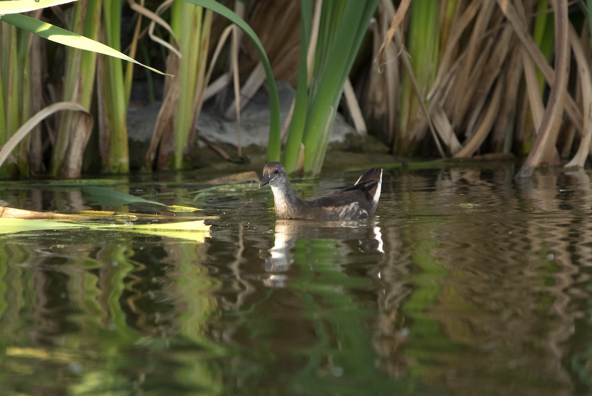 Хажилгат түнжүүр - ML625640933