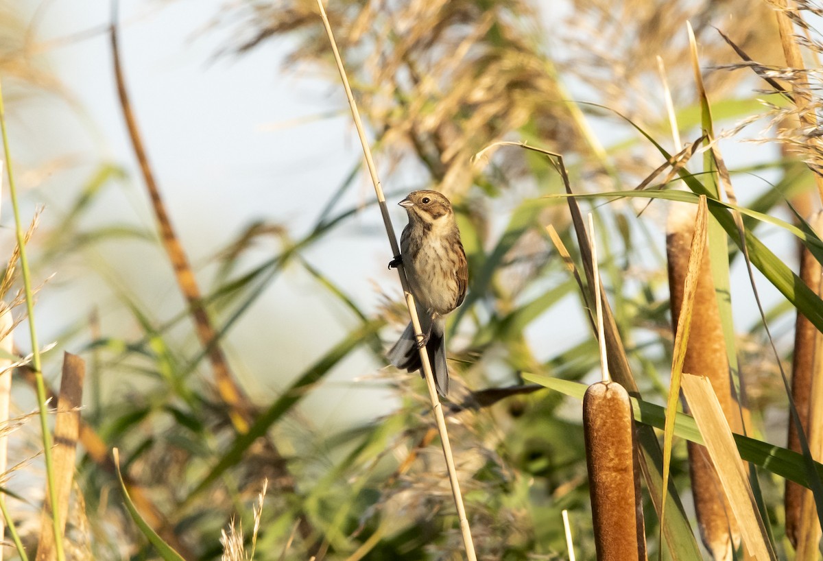 Цагаан хүзүүт хөмрөг - ML625640935