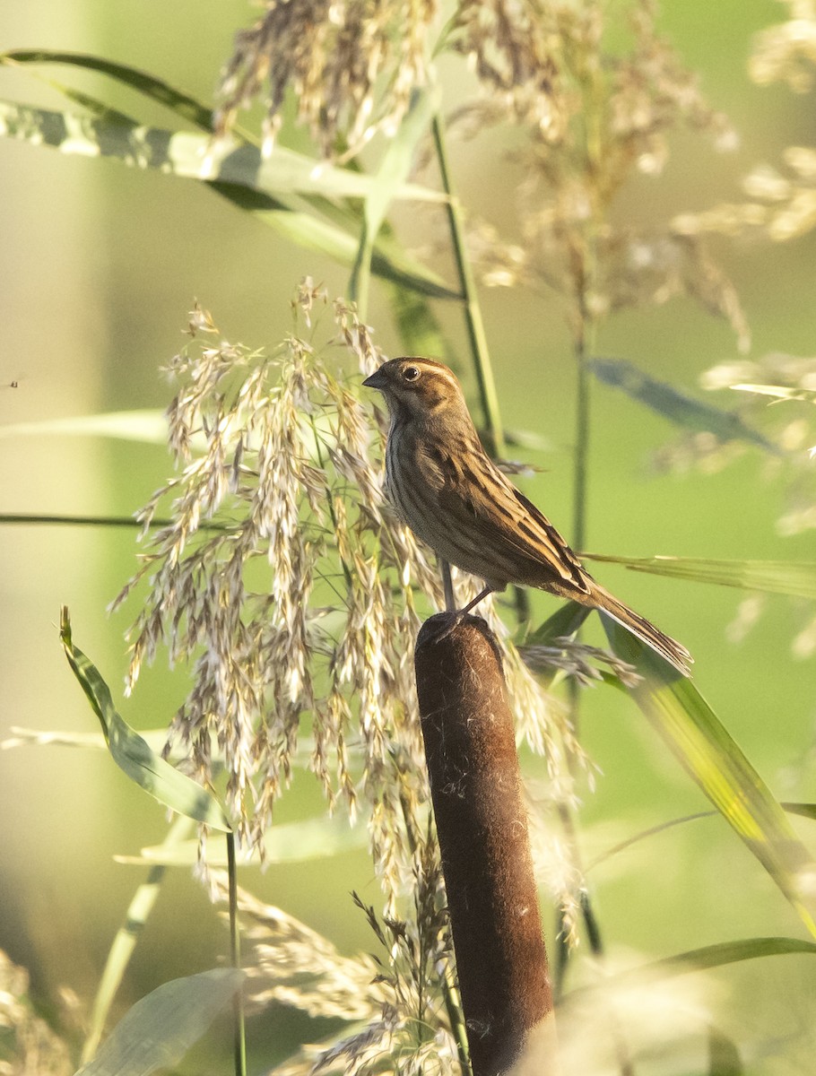 Цагаан хүзүүт хөмрөг - ML625640936