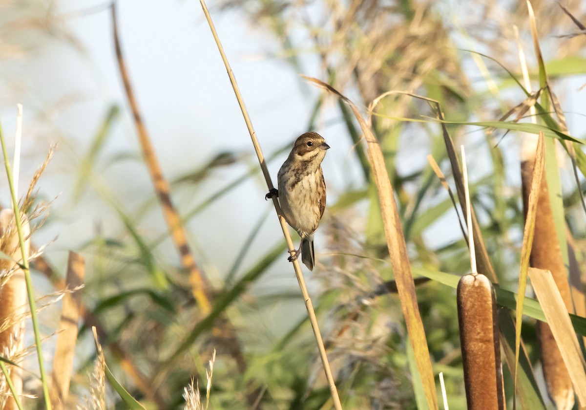 Цагаан хүзүүт хөмрөг - ML625640937