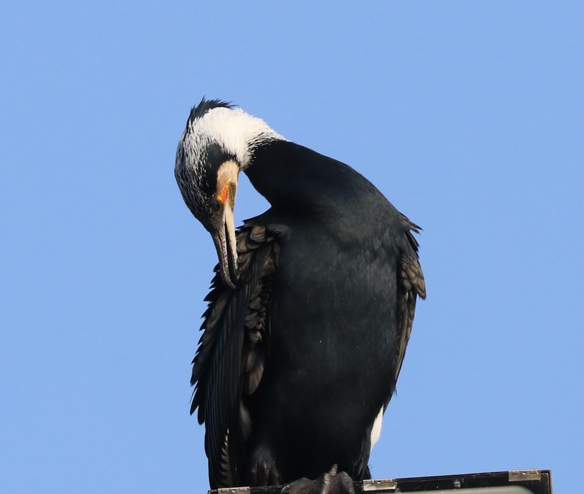 Great Cormorant - ML625640939