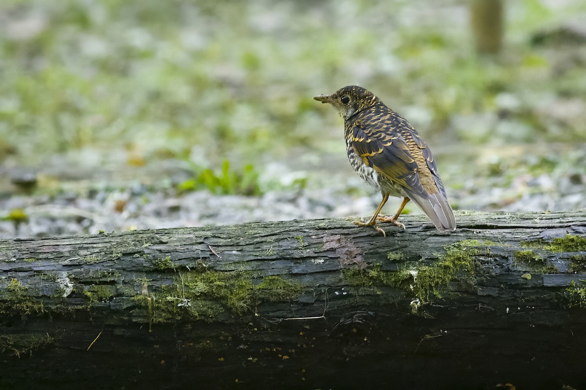 Scaly Thrush - ML625641079