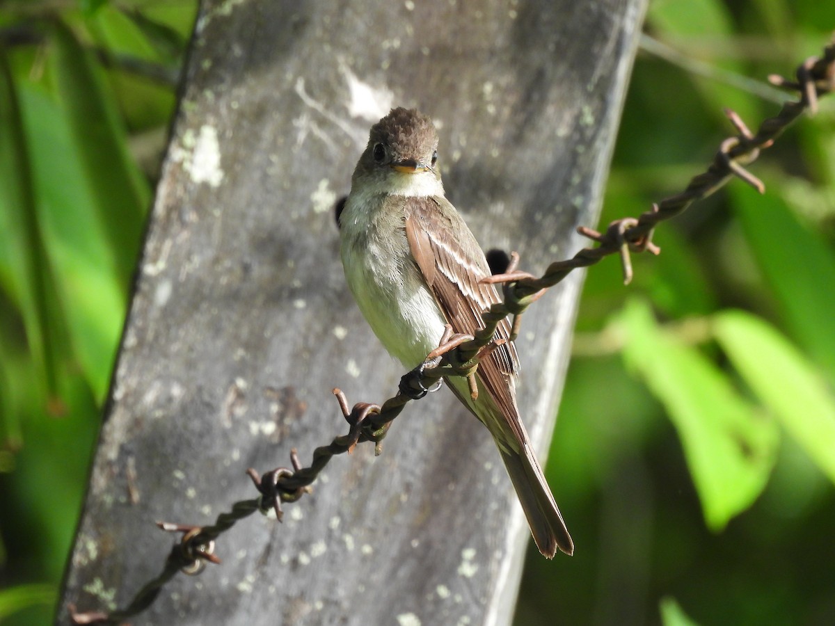 Contopus sp. - ML625641195