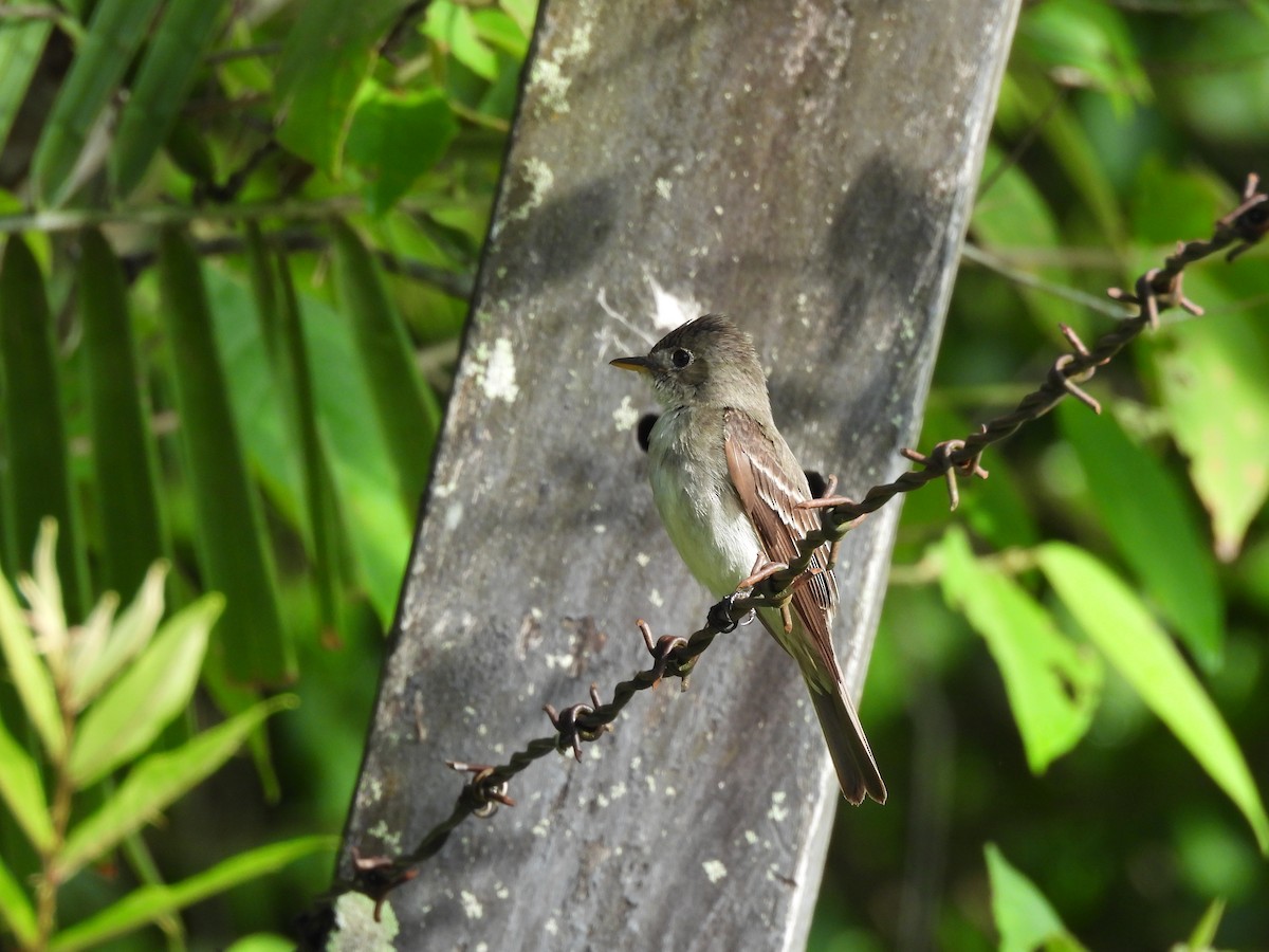 Contopus sp. - ML625641201