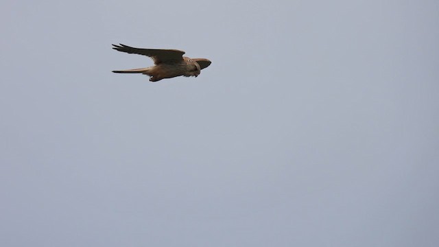 Nankeen Kestrel - ML625641292