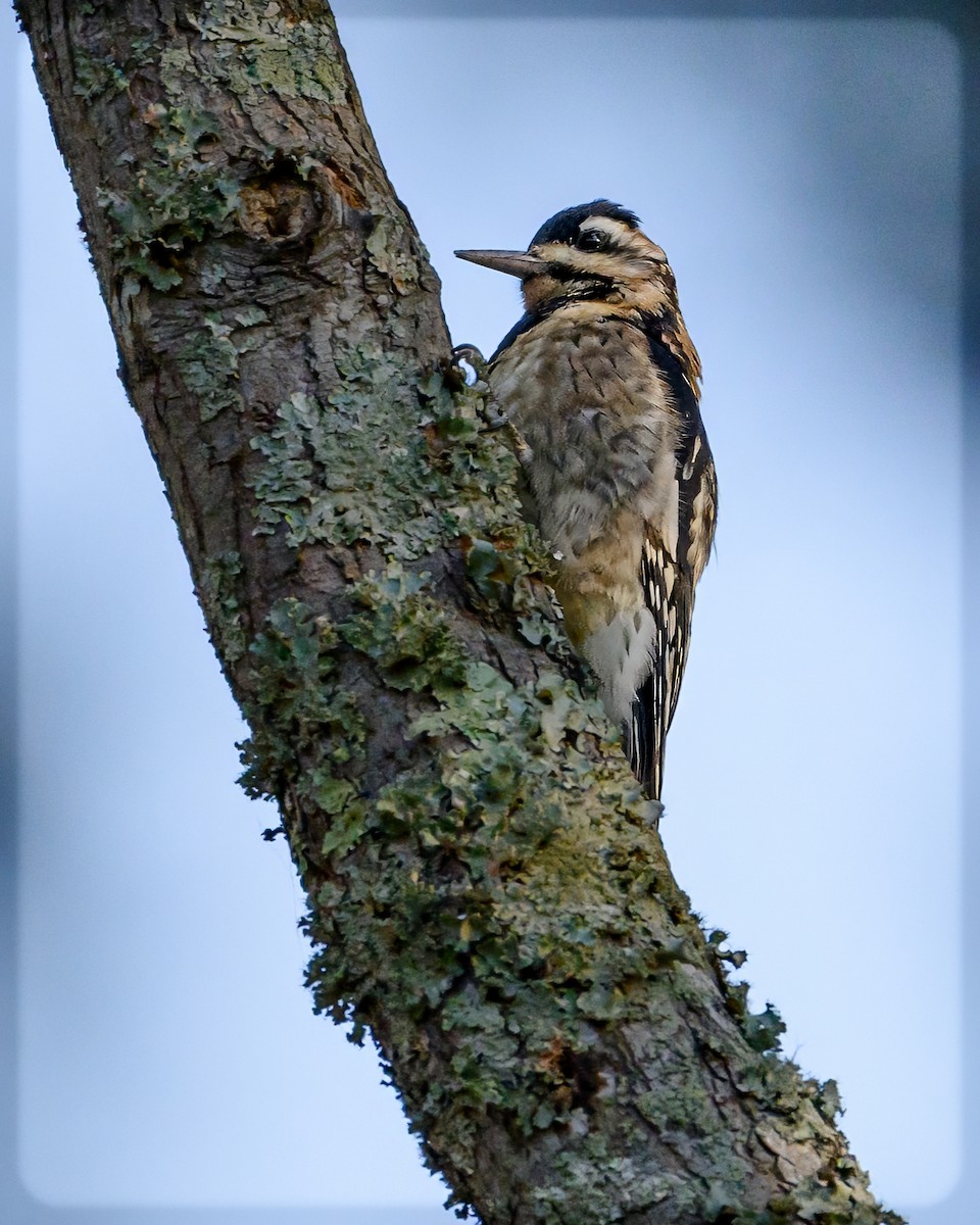 Yellow-bellied Sapsucker - ML625641357