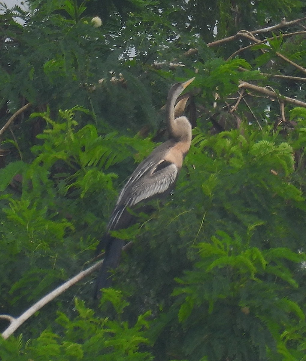 Oriental Darter - ML625641388